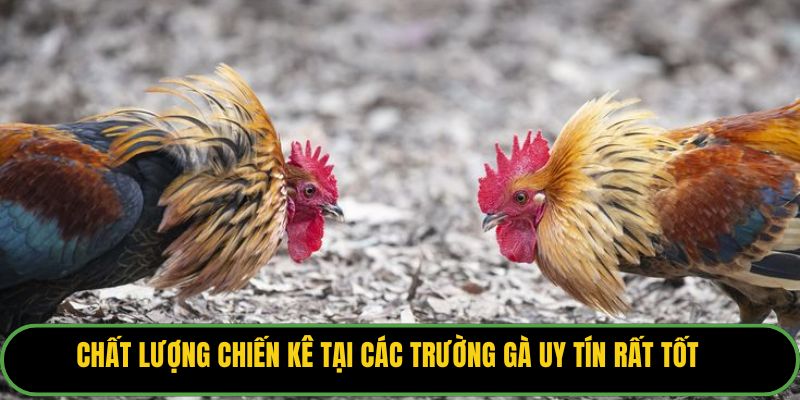 Chất lượng chiến kê tại các trường gà uy tín rất tốt 