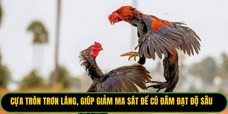 Cựa tròn trơn láng, giúp giảm ma sát để cú đâm đạt độ sâu