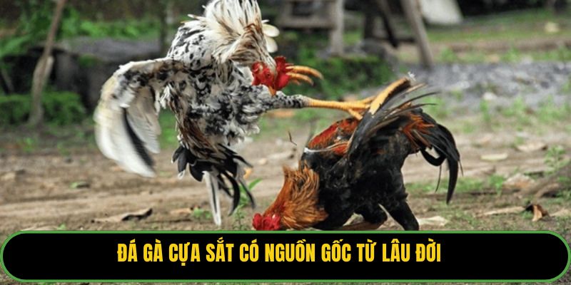 Đá gà cựa sắt có nguồn gốc từ lâu đời
