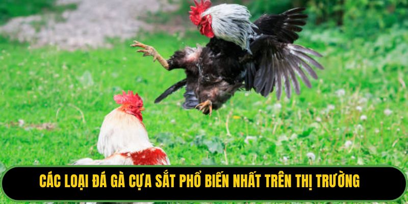 Đá Gà Cựa Sắ