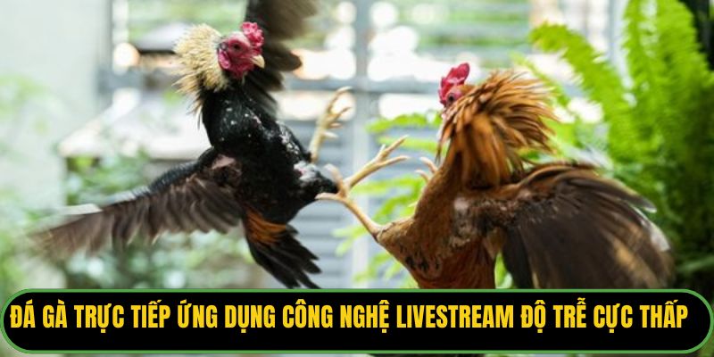 Đá gà trực tiếp ứng dụng công nghệ livestream độ trễ cực thấp