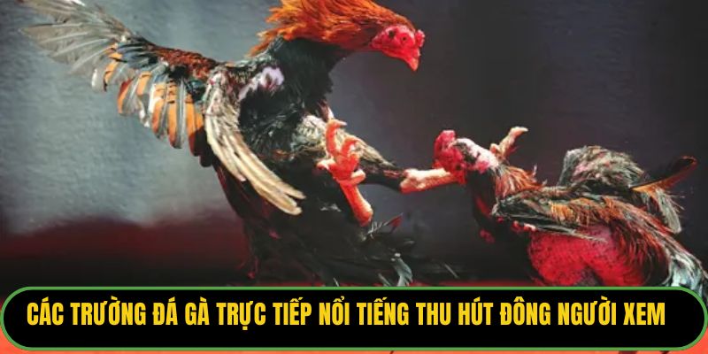 Đá Gà Trực Tiếp