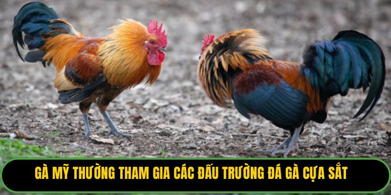 Gà Mỹ thường tham gia các đấu trường đá gà cựa sắt