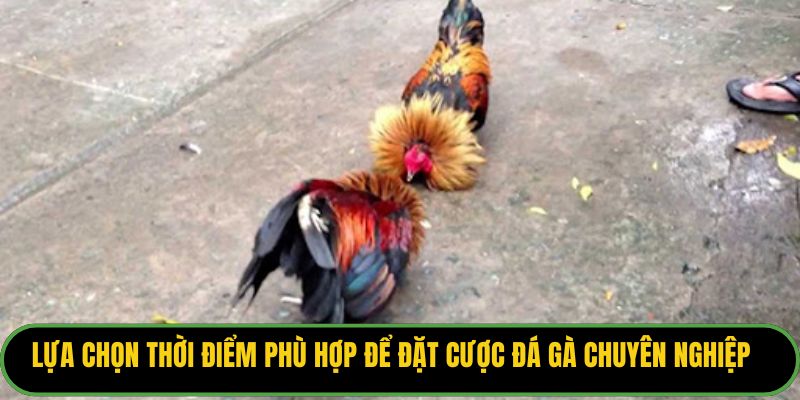 Lựa chọn thời điểm phù hợp để đặt cược đá gà chuyên nghiệp