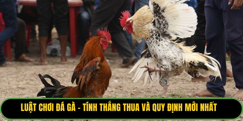 Luật Chơi Đá Gà