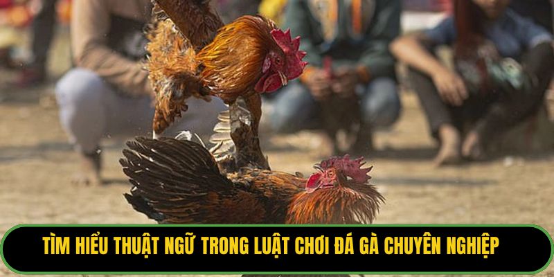 Tìm hiểu thuật ngữ trong luật chơi đá gà chuyên nghiệp