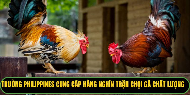 Trường Philippines cung cấp hàng nghìn trận chọi gà chất lượng